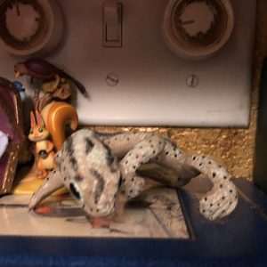Lizard