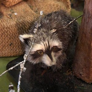 Raccoon